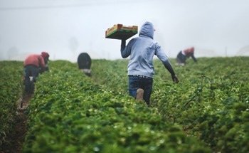 Data-Driven Agriculture: How AgWearCare is Digitizing Farming Operations