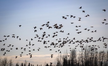 Revolutionizing Pressure Sensors for Wild Migratory Bird Tracking