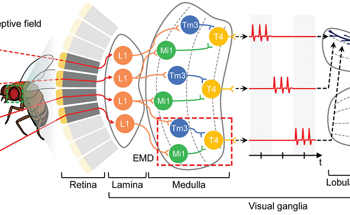 Designing an Insect-Mimicking Sensor for Motion Detection