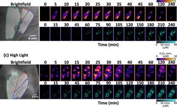 Decoding Plant Stress Responses with Nanosensor Multiplexing