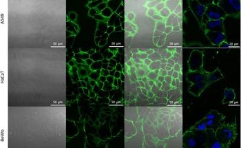 Nanosensor for Targeted Cell Membrane Monitoring