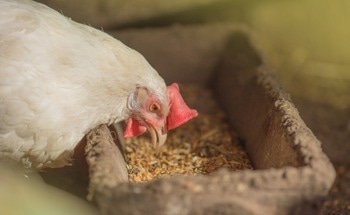 New Electrochemical Sensor Enhances Fructose Detection in Poultry Feed