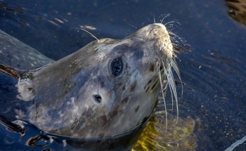 Enhancing Wind Safety with Seal-Inspired Sensors