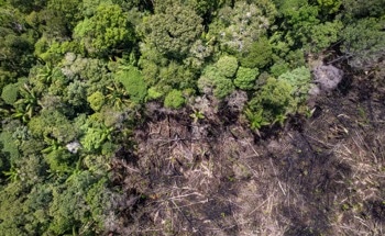 Novel AI-Driven Approach to Forest Management