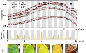 New Sensor Monitors Plant Health for Improved Agriculture