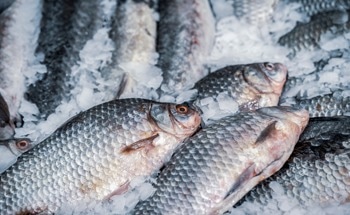 Electrochemical Magnetic Immunoassay for ß-Parvalbumin Detection in Seafood