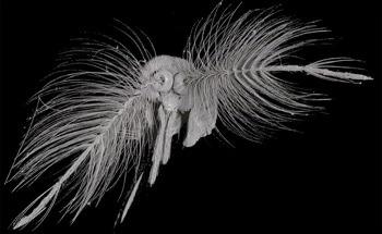 Researchers Study Mosquito Antennae to Develop Advanced Sensors for Disaster Detection and Noise-Canceling Tech