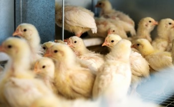 New Biosensor Tracks Airborne H5N1 in Real Time, Offering Faster Outbreak Detection