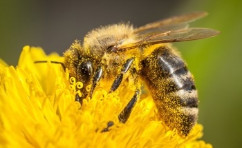 New AI-Powered Sensors May Hold the Key to Saving Honeybees