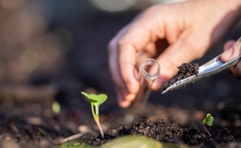 New Electrochemical Sensor for the Early Detection of Plant Stress