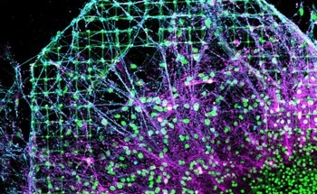 INL Unveils 3D Brain Model with Quantum Sensors for Studying Neurodegenerative Diseases