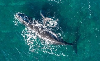 NASA Satellites Spot Key Whale Food from Space, Boosting Conservation Efforts