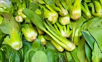 New Sensor-Style Plant Patch Uses Melatonin to Slow Produce Aging