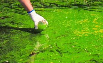 Algae Blooms: A New Monitoring Technique Could Protect Lakes And Freshwater Systems