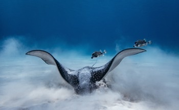 Shell-Crushing Rays Tracked in 3D With New Multi-Sensor Tags