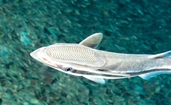 Fish to Function: Remora-Inspired Grip Glues Sensors to Wet, Moving Surfaces