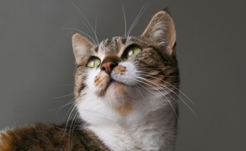 Sustainable, Sensitive Motion Sensors Inspired by Cat Whiskers