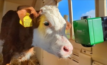 Innovative Sensor to Help Tackle Pneumonia in Dairy Calves