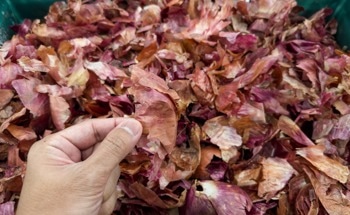 Biodegradable Film From Onion Waste Detects Food Spoilage