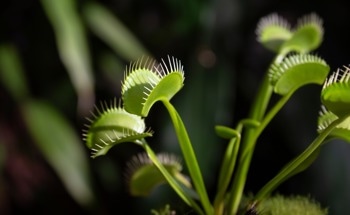 Venus Flytrap: The Chemical Mechanosensors that Make Them Snap
