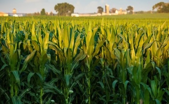 ML and Volume Modeling Boosts Corn Biomass Prediction