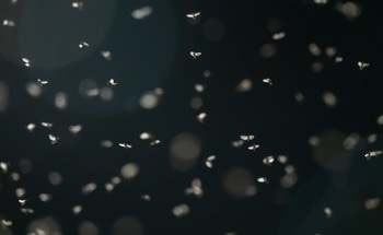 Mayflies Inspire New Wireless Sensor Network Protocol