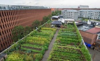 Fuzzy Logic Helps Rooftop Farms Cut Water and Raise Output