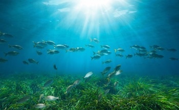 A Fleet of Underwater Vehicles Team Up for Continuous Marine Monitoring