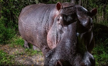 How the Safari Collection and the Mara Rhino Unit are Revealing a Hidden World Few Knew Existed, through a Pioneering Camera-Trap Project with Will Burrard-Lucas