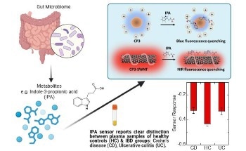 New Fluorescent Nanosensor Enables Rapid, First-of-Its-Kind Detection of Key Gut Health Biomarker