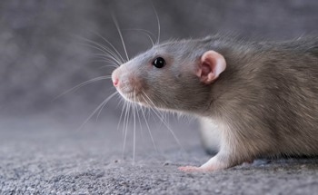 Rat-Inspired Whisker Sensors Could Improve Endoscopic Navigation