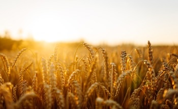 Electrochemical Sensor Detects Trace Aluminum in Soil and Food